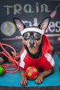 Pet Fitness , sport and lifestyle concept. Funny dog Ã¢â¬â¹Ã¢â¬â¹in sportswear in training, portrait in studio